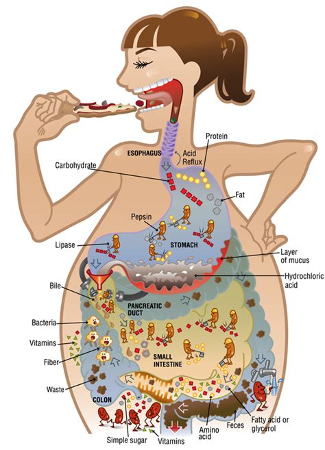 digestion porn|Digestive Porn Videos 